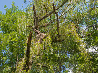 Fototapeta premium The Trunk of an Old Willow, Broken by The Wind, Is Overgrown With Young Green Shoots. An Interesting Relief Texture Was Formed from Chaotically Intertwining Branches