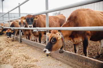 Dairy farm livestock industry. Red jersey cows stand in stall eating hay