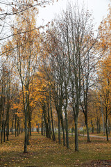 Trees with yellow leaves and without leaves on a rainy cloudy autumn day.