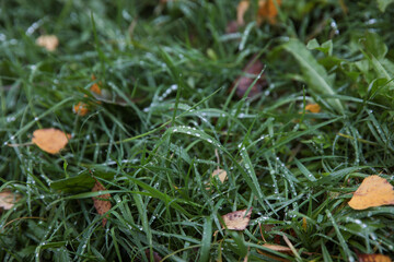 Dew and water drops on the green grass.