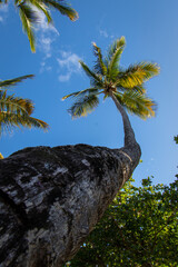 different view of the palm trees 