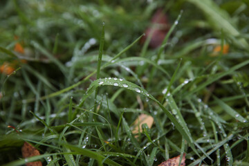 Dew and water drops on the green grass.