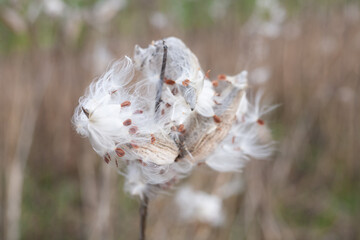 Asclepias syriaca, commonly called common milkweed, butterfly flower, silkweed, silky swallow-wort, and Virginia silkweed