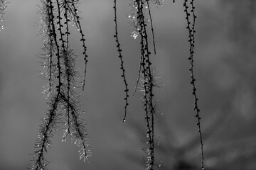 Branch of birch with raindrops - selective focus  Black & White - 394459988