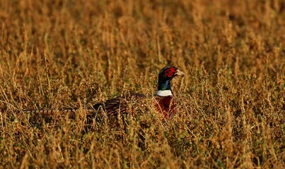Pheasant hidden in the tall grass