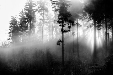 sunlight through misty forest trees Black & White - 394460501