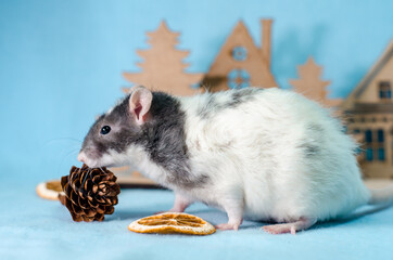 Gray rat in christmas trees, orange slices and cones on a gray background, healthy food and nutrition concept