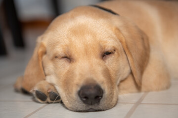 yellow lab puppy sleeping