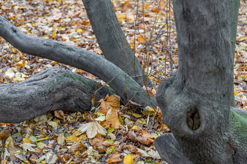 Obraz premium Unusual root of a deciduous perennial tree and dry fallen autumn leaves