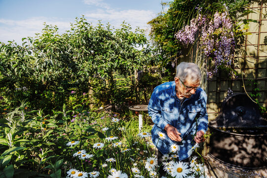 Man in summer garden, Denmark