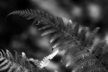 Autumn background with green ferns  Black & White - 394461713