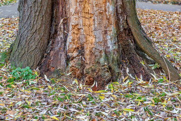 Unusual root of a deciduous perennial tree and dry fallen autumn leaves