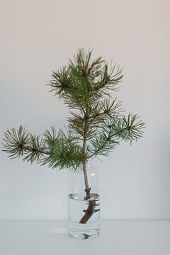 Pine twig in water, Sweden