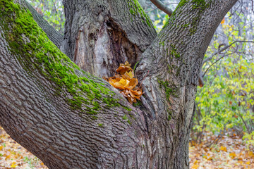 Unusual root of a deciduous perennial tree and dry fallen autumn leaves