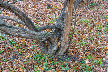 Unusual root of a deciduous perennial tree and dry fallen autumn leaves