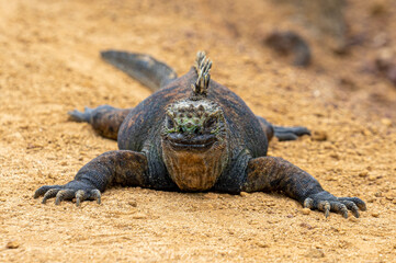 Ecuador. Galapagos. Wild living Iguanas on the San Cristobal Island