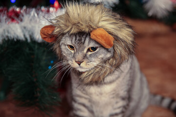 Grey beautiful tabby cat in a lion costume on a Christmas tree. New year holiday.