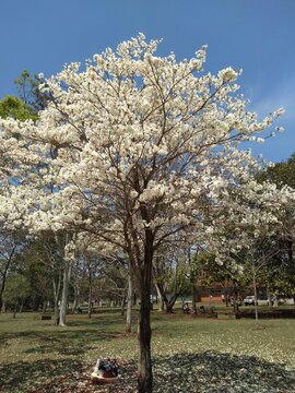 Ip&ecirc; Branco