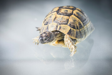 Close up turtle with reflection on the glass, selective focus 