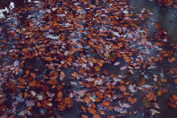 fallen autumn leaves in water with melted snow