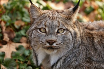 Canada lynx in the ZOO