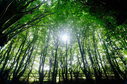 Sun rays through the forest in Normandy, France