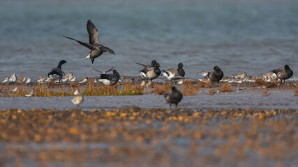 Brent Goose (Branta bernicla) in environment