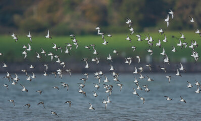 Dunlin (Calidris alpina) birds in flight at a low tide