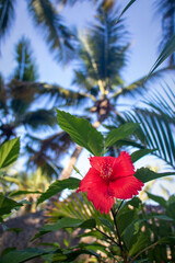 red hibiscus flower