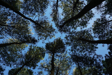Fototapeta premium Pine trees and sky