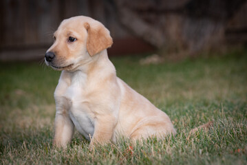 golden lab puppy