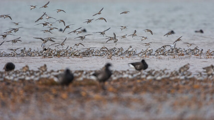 Dunlin (Calidris alpina) Knot (Calidris canutus) and Grey Plover (Pluvialis squatarola) birds in flight at low tide