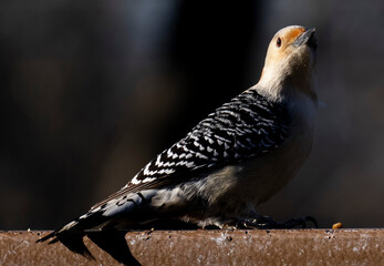 Red-Bellied Woodpecker on the backyard deck