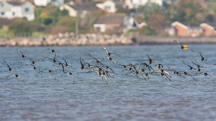 Eurasian Oystercatcher (Haematopus ostralegus) flying over sea at low tide
