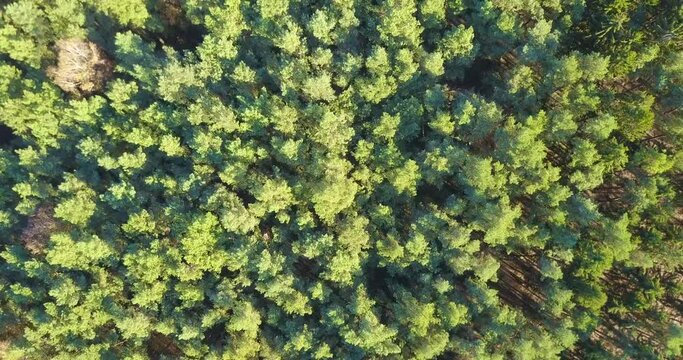 &Uuml;berflug eines Wald, Nadelwald aus der Vogelperspektive: Forstwirtschaft, Klima, Umwelt 