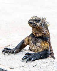 Ecuador. Galapagos. Wild living Iguanas on the San Cristobal Island