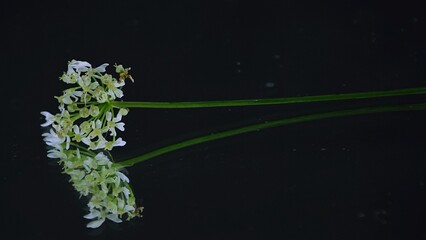 Wild carrot flowers white and green reflection on  dark background białe kwiaty dzikiej marchwi odbicie lustrzane © Anna