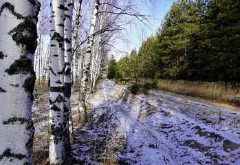 the first snow in the forest