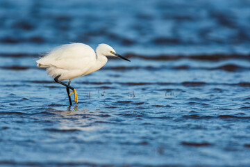 Little Egret (Egretta garzetta) in environment at low tide