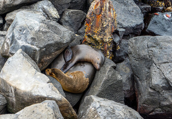 In Ecuador on the  Galapagos Island San Cristobal. Friendly Seals are sleeping on the volcanic rocks.