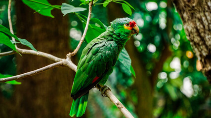 Primer plano de un perico con fondo borroso 
