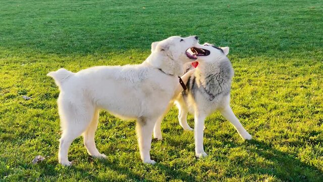 Huskies and alabai have fun in nature. Walking with dogs. Concept of love for animals. Dog walking concept.