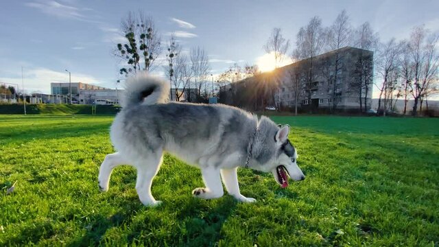Huskies and alabai have fun in nature. Walking with dogs. Concept of love for animals. Dog walking concept.
