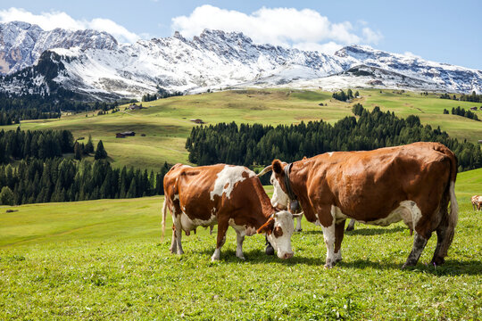 Cows on mountain meadow, Italy