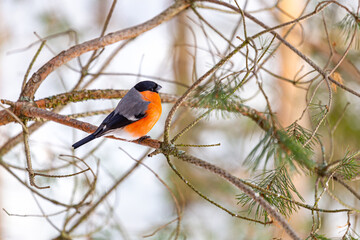 The bullfinch songbird sits on a pine branch in the winter forest. Pyrrhula pyrrhula. Bird watching in the wild.