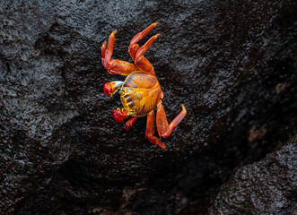 In Ecuador, on the Galapagos Island Isabela. Red crabs are resting on the wed volcanic rocks.