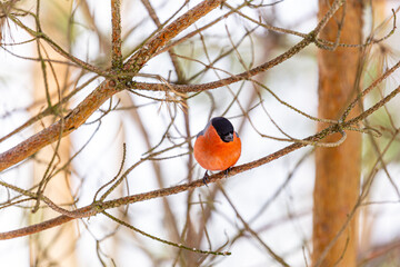 The bullfinch songbird sits on a pine branch in the winter forest. Pyrrhula pyrrhula. Bird watching in the wild.