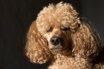 A curly fluffy brown poodle, lit by the bright sun, against a dark background.
