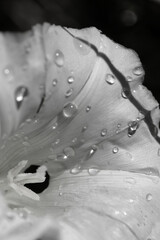 détails de liseron et gouttes d'eau noir et blanc