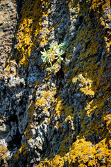 succulent on the rock. Turkey